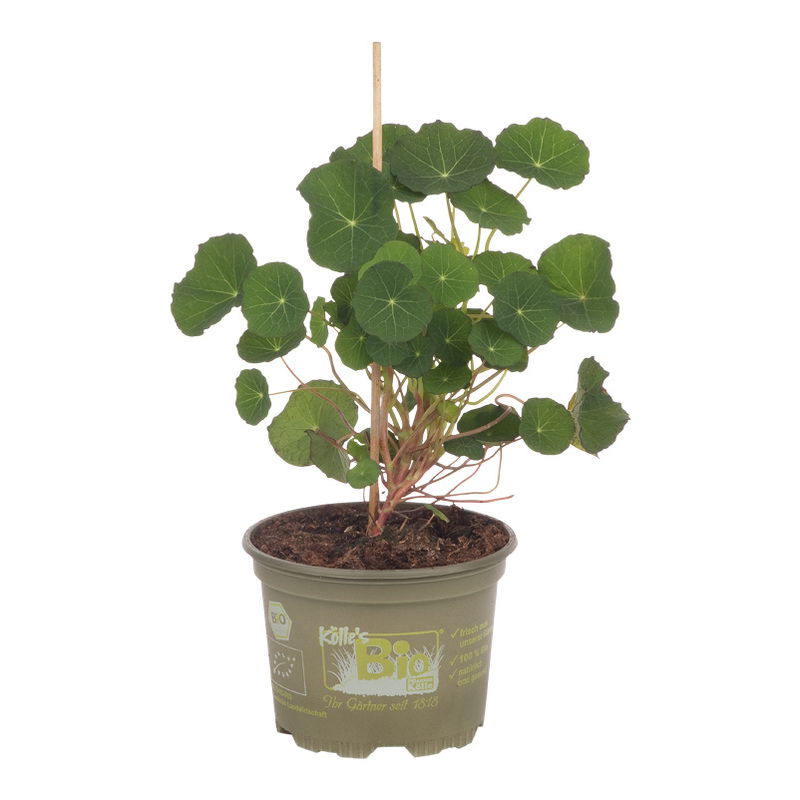 Kapuzinerkresse 12 cm Topf, Kölle Bio, 12cm Topf, jetzt kaufen