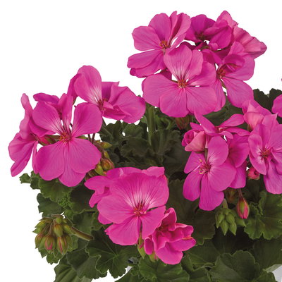 Geranie, pink, stehend, Topf-Ø 13 cm, 6 Pflanzen