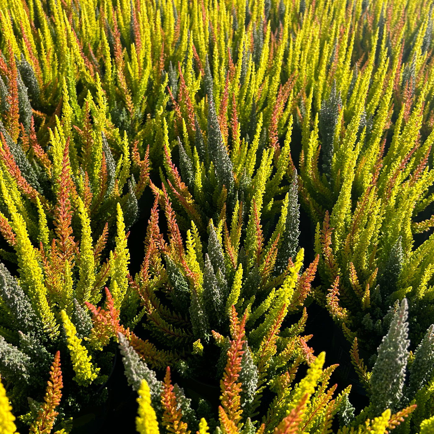 Calluna 'SKYLINE® Trio', gelb-orange-grau, Topf-Ø 11 cm, 6 Pflanzen