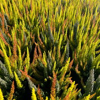 Calluna 'SKYLINE® Trio', gelb-orange-grau, Topf-Ø 11 cm, 6 Pflanzen
