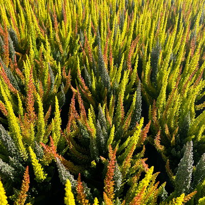 Calluna 'SKYLINE® Trio', gelb-orange-grau, Topf-Ø 11 cm, 6 Pflanzen Calluna 'SKYLINE® Trio', gelb-orange-grau, Topf-Ø 11 cm, 6 Pflanzen