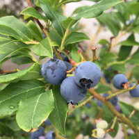 Heidelbeere 'Hortblue Petite®', Höhe ca. 30-40 cm, Topf-Ø 23 cm Heidelbeere 'Hortblue Petite®', Höhe ca. 30-40 cm, Topf-Ø 23 cm