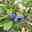 Heidelbeere 'Hortblue Petite®', Höhe ca. 30-40 cm, Topf-Ø 23 cm Heidelbeere 'Hortblue Petite®', Höhe ca. 30-40 cm, Topf-Ø 23 cm