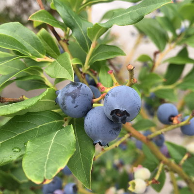 Heidelbeere 'Hortblue Petite®', Höhe ca. 30-40 cm, Topf-Ø 23 cm Heidelbeere 'Hortblue Petite®', Höhe ca. 30-40 cm, Topf-Ø 23 cm