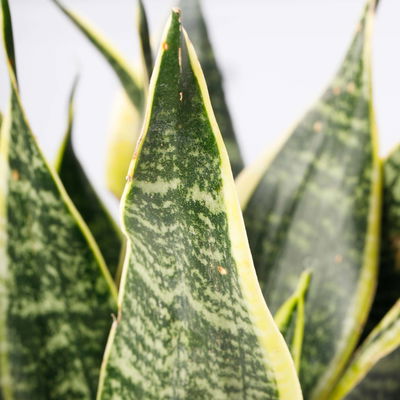 Bogenhanf 'Superba', Topf-Ø 14 cm, Höhe ca. 45 cm, 2 Pflanzen