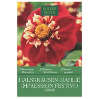 Kölles Beste Halskrausen-Dahlie Impression Festivo rot-creme, 1 Knolle
