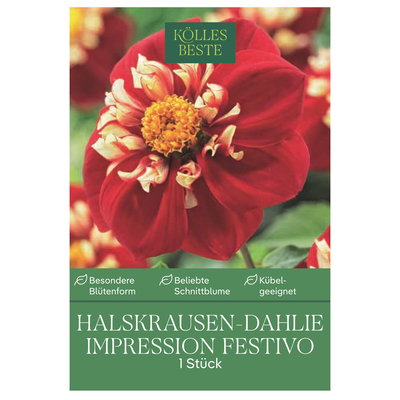 Kölles Beste Halskrausen-Dahlie Impression Festivo rot-creme, 1 Knolle