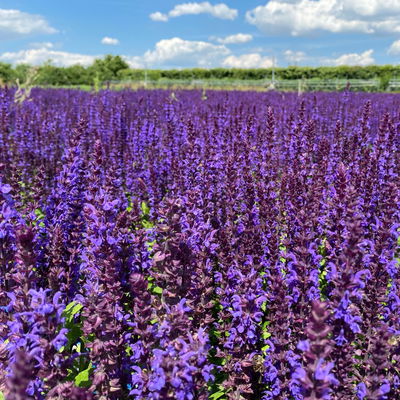 Kölles Beste Garten-Salbei 'New Dimension Blue', 3 Liter Topf
