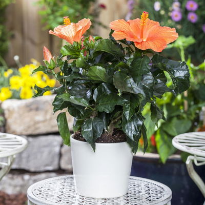 Hibiskus, orange, mit Keramiktopf weiß, Topf-Ø 13 cm, Höhe ca. 35 cm, 2 Pflanzen