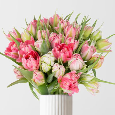 30 rosa/weiße Tulpen 'Flash Point'