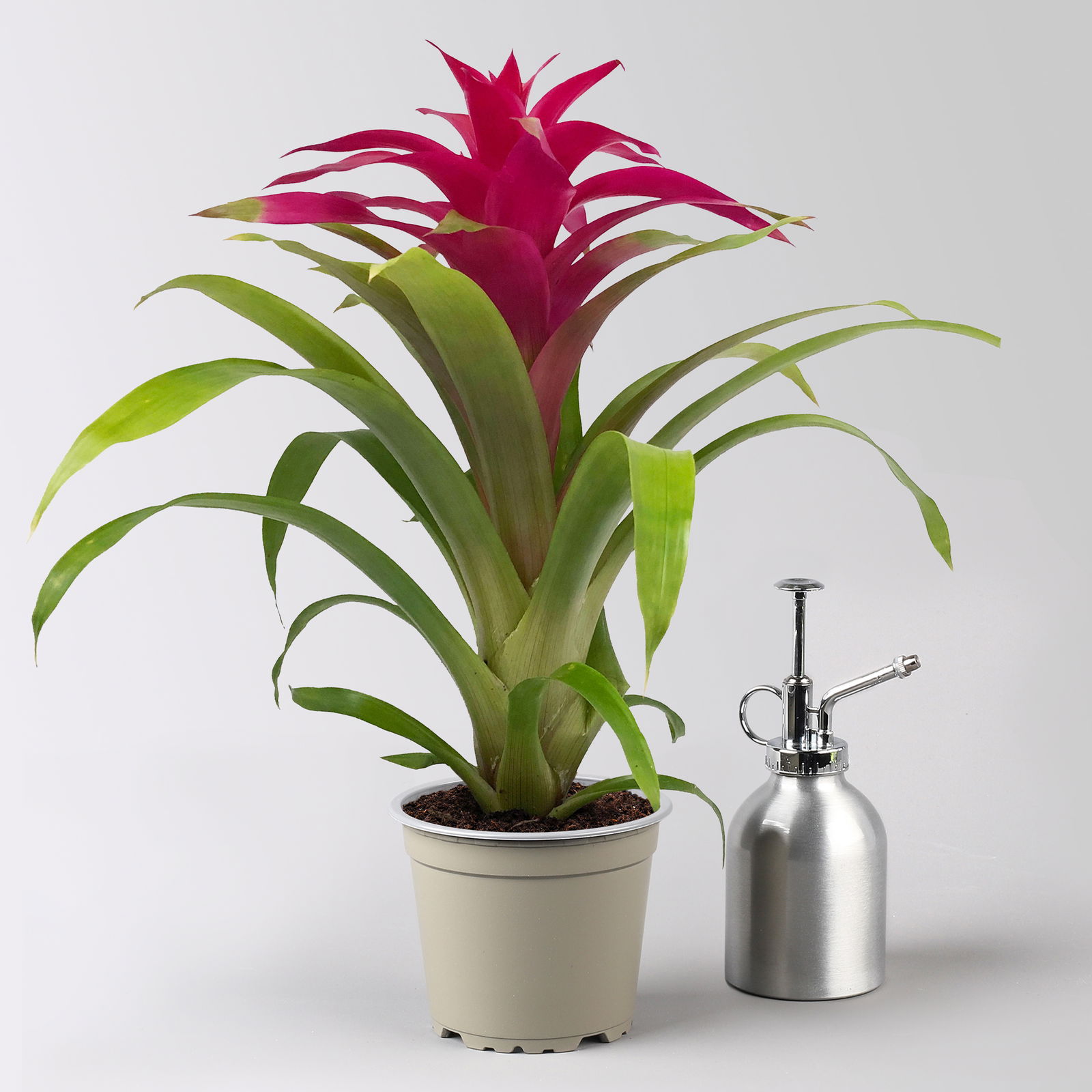 Guzmania 'Deseo Pink', Topf-Ø 12 cm, mit Übertopf Dallas weiß, Höhe ca. 50 cm Guzmania 'Deseo Pink', Topf-Ø 12 cm, mit Übertopf Dallas weiß, Höhe ca. 50 cm