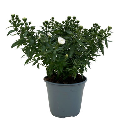 Aster novi-belgii, weiss gefüllt, Topf-Ø 12 cm, 6 Pflanzen Aster novi-belgii, weiss gefüllt, Topf-Ø 12 cm, 6 Pflanzen