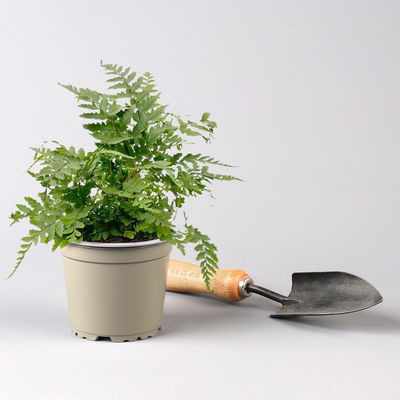 Pflanzenkreation Gartenmagie, groß, 7 Pflanzen inkl. Erde und Dünger Pflanzenkreation Gartenmagie, groß, 7 Pflanzen inkl. Erde und Dünger