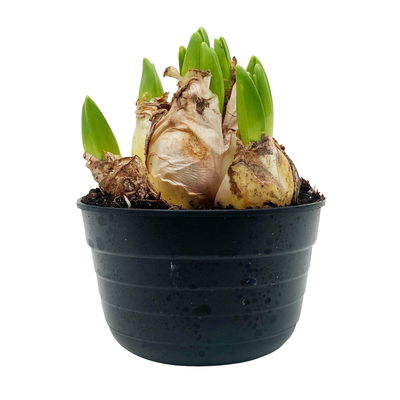 Hyazinthe, weiß, rosa & blau, vorgetrieben, Topf-Ø 14 cm, 3 Pflanzen