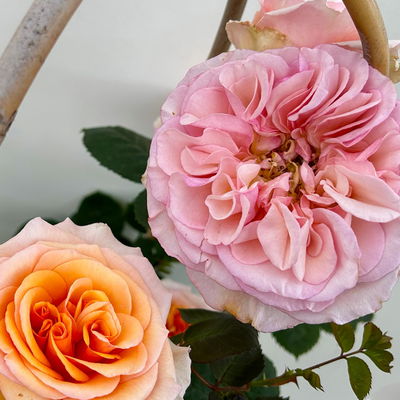 Duftende Edelrose 'Kölle's Duftsommer'®, Doppelbogen, Topf 7,5 Liter Duftende Edelrose 'Kölle's Duftsommer'®, Doppelbogen, Topf 7,5 Liter