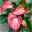 Flamingoblume 'Livium Red' rot-weiß gestreift, inkl. Übertopf Dallas weiß
