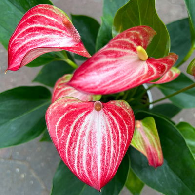 Flamingoblume 'Livium Red' rot-weiß gestreift, inkl. Übertopf Dallas weiß