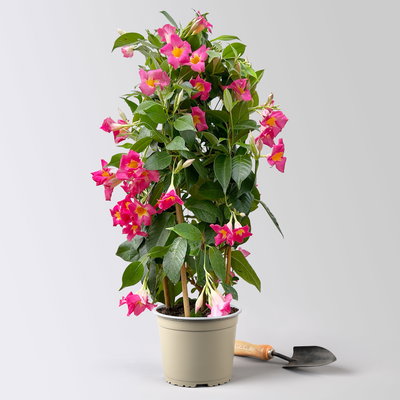 Dipladenie 'Quartz', pink gesternt, Doppelbogen, Höhe ca. 60 cm, Topf-Ø 17 cm Dipladenie 'Quartz', pink gesternt, Doppelbogen, Höhe ca. 60 cm, Topf-Ø 17 cm