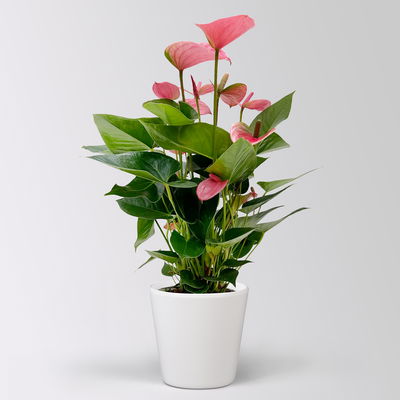 Flamingoblume 'Pink Champion', pink, in Keramiktopf Dallas, Topf-Ø 17 cm Flamingoblume 'Pink Champion', pink, in Keramiktopf Dallas, Topf-Ø 17 cm