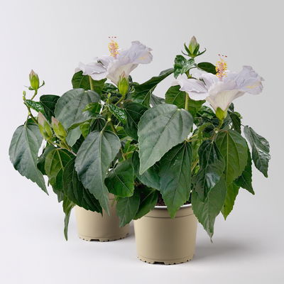 Hibiskus HibisQS® 'Cato' lavendelblau, Topf-Ø 13 cm, 2 Pflanzen Hibiskus HibisQS® 'Cato' lavendelblau, Topf-Ø 13 cm, 2 Pflanzen