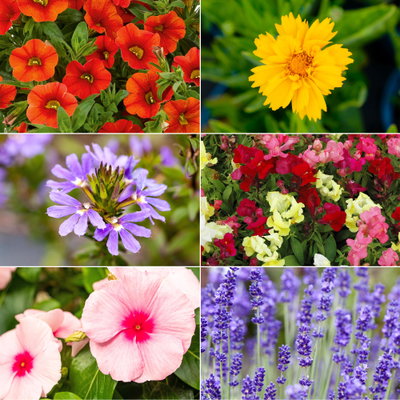Pflanzenkreation Bunter Sommer, groß, 6 Pflanzen inkl. Erde und Dünger Pflanzenkreation Bunter Sommer, groß, 6 Pflanzen inkl. Erde und Dünger