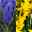 Hyazinthe und Narzisse blau und gelb, vorgetrieben, Topf-Ø 12 cm, 6er Set