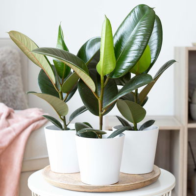 Gummibaum 'Robusta' in Topf Dallas, weiß Topf-Ø 12cm, Höhe ca. 40-45 cm, 3er-Set Gummibaum 'Robusta' in Topf Dallas, weiß Topf-Ø 12cm, Höhe ca. 40-45 cm, 3er-Set