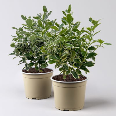 Japanischer Spindelstrauch 'Kathy'Ⓢ, Topf-Ø 17 cm, 2er-Set Japanischer Spindelstrauch 'Kathy'Ⓢ, Topf-Ø 17 cm, 2er-Set