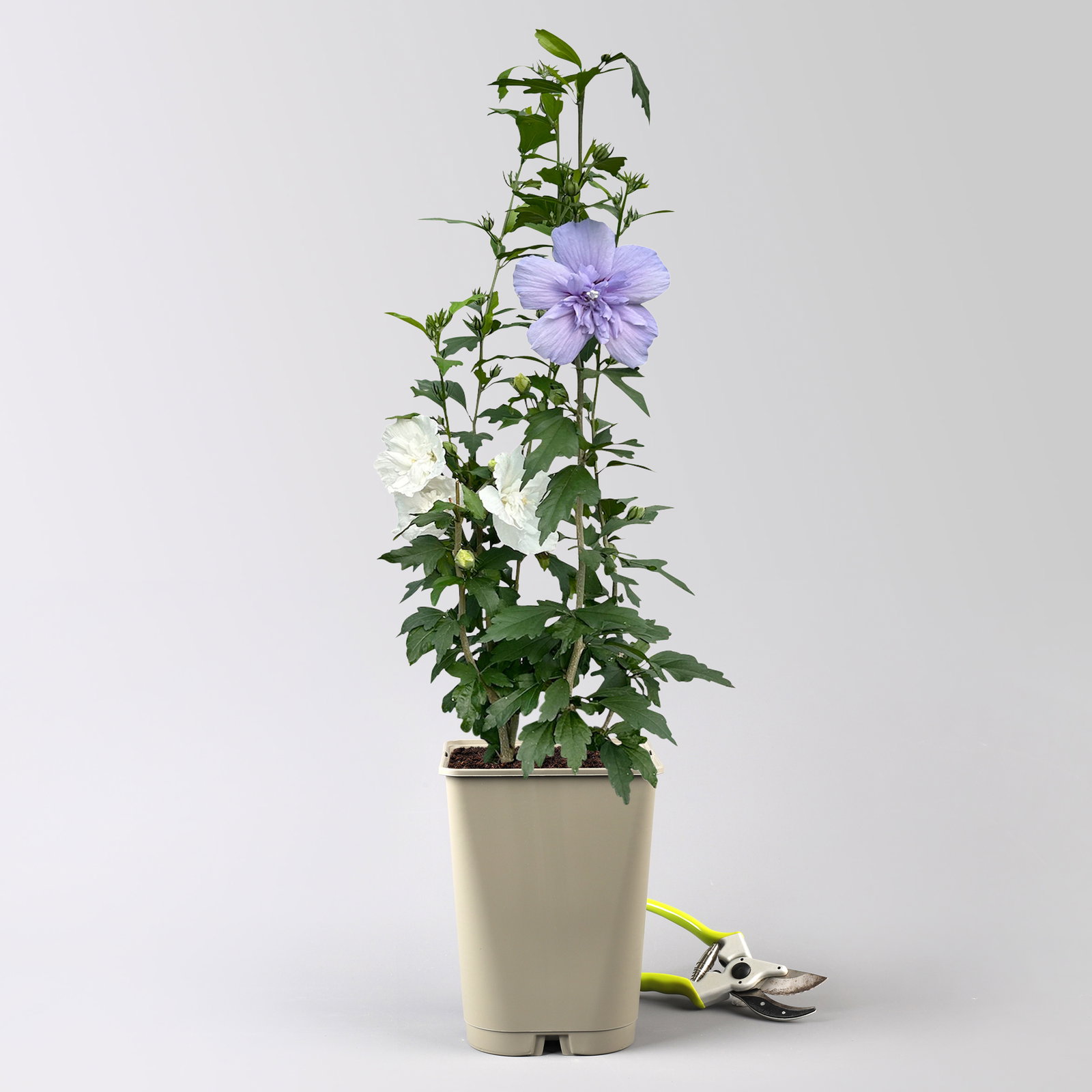 Duo-Gartenhibiskus 'Blue Chiffon®' und 'White Chiffon®', blau + weiß, 5 lt. Topf Duo-Gartenhibiskus 'Blue Chiffon®' und 'White Chiffon®', blau + weiß, 5 lt. Topf