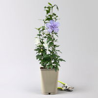 Duo-Gartenhibiskus 'Blue Chiffon®' und 'White Chiffon®', blau + weiß, 5 lt. Topf Duo-Gartenhibiskus 'Blue Chiffon®' und 'White Chiffon®', blau + weiß, 5 lt. Topf