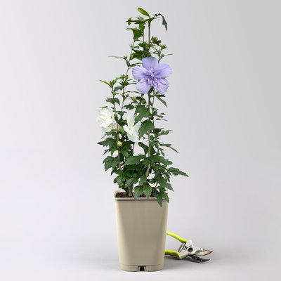 Duo-Gartenhibiskus 'Blue Chiffon®' und 'White Chiffon®', blau + weiß, 5 lt. Topf Duo-Gartenhibiskus 'Blue Chiffon®' und 'White Chiffon®', blau + weiß, 5 lt. Topf