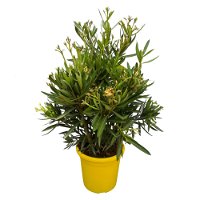 Oleander gelb, Busch, Topf-Ø 22 cm, Höhe ca. 60 cm