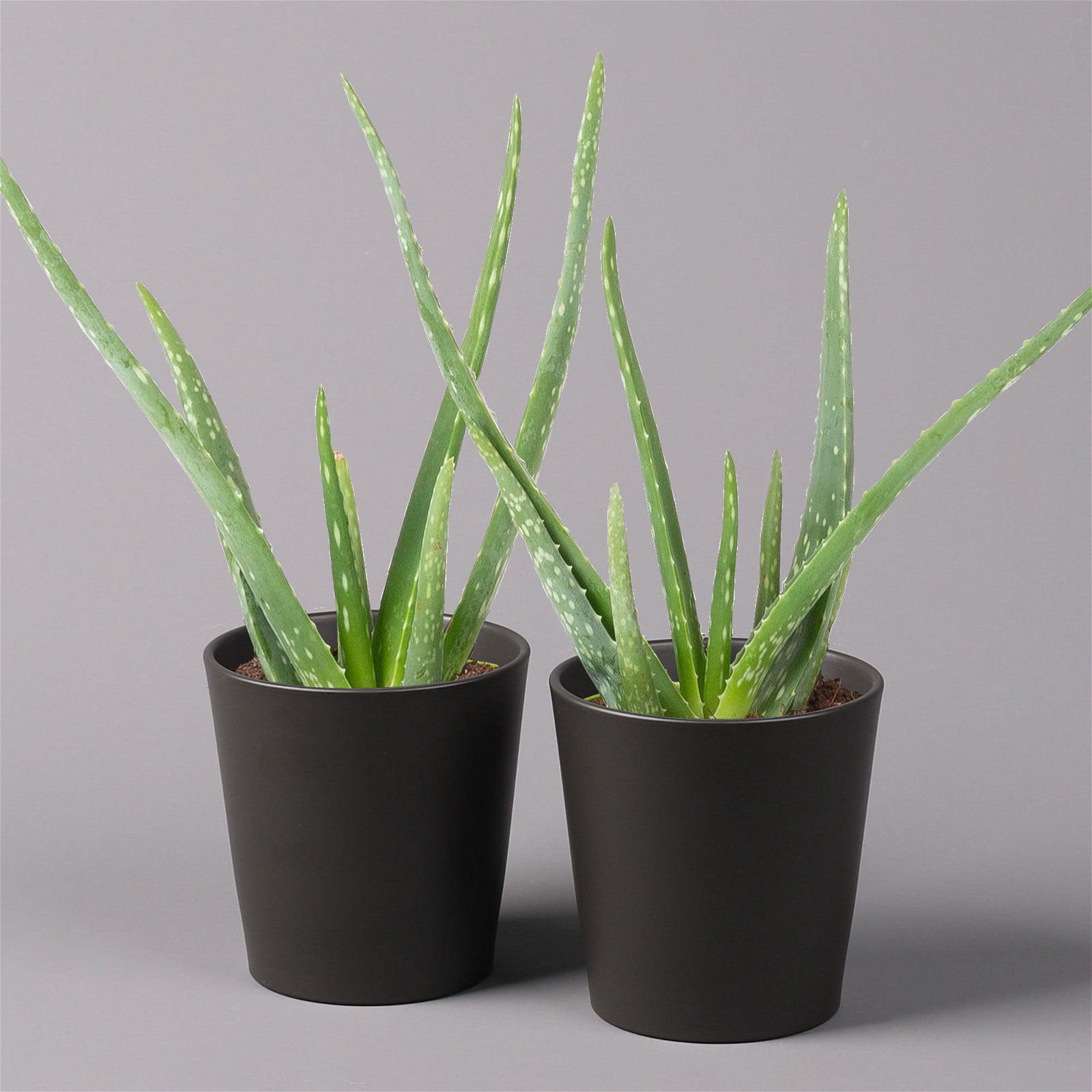 Aloe vera mit Keramiktopf anthrazit, Topf-Ø 12 cm, Höhe ca. 20-35 cm, 2er-Set