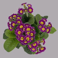 Garten-Schlüsselblume 'Little Queen' lila-gelb, Topf-Ø 13 cm, 6er-Set