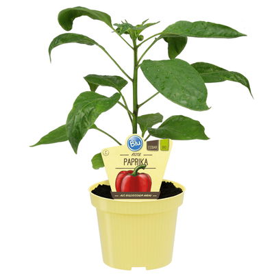Blu Bio Snackpaprika 'Popti', Topf-Ø 12 cm, 3er-Set Blu Bio Snackpaprika 'Popti', Topf-Ø 12 cm, 3er-Set
