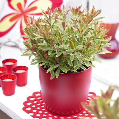 Bio Wolfsmilch 'Ascot Rainbow', grüngelb, Topf-Ø 12 cm, 3 Pflanzen