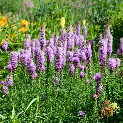 Bio Prachtscharte 'Kobold' violett, Topf 11x11 cm, 3 Pflanzen Bio Prachtscharte 'Kobold' violett, Topf 11x11 cm, 3 Pflanzen