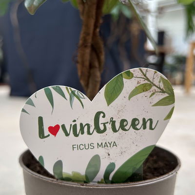 Chinesische Feige 'Maya' in Keramiktopf anthrazit, Topf-Ø 12 cm, Höhe ca. 40 cm