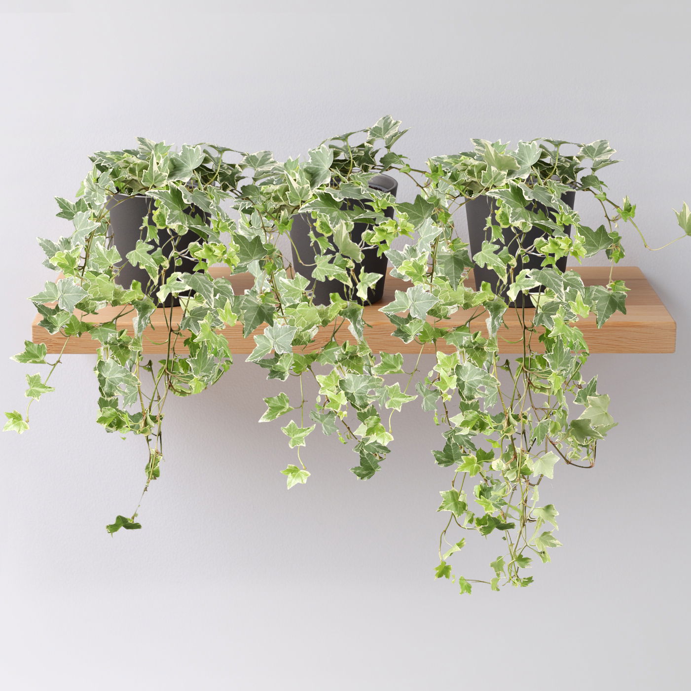 Weißbunter Efeu inkl. Keramiktopf Dallas anthrazit, Topf-Ø 12/13 cm, 3er-Set