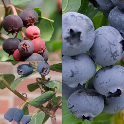 Gehölz-Set Naschobst, 3er-Set, Topf 3+5 Liter Gehölz-Set Naschobst, 3er-Set, Topf 3+5 Liter