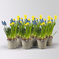 Mixtopf Narzissen und Muscari, blau-gelb, Topf-Ø 12 cm, 6 Pflanzen