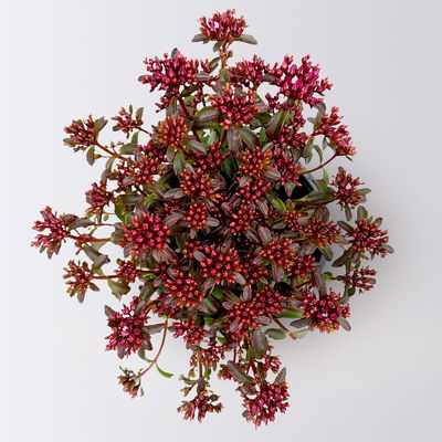 Sedum spurium ''Spot On® Deep Rose', dunkelrosa, Topf-Ø 13 cm, 6er-Set Sedum spurium ''Spot On® Deep Rose', dunkelrosa, Topf-Ø 13 cm, 6er-Set
