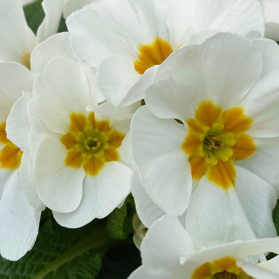 Pflanzenkreation Weißer Traum, weiß, Topf-Ø 10/10,5 cm, 6 Pflanzen Pflanzenkreation Weißer Traum, weiß, Topf-Ø 10/10,5 cm, 6 Pflanzen