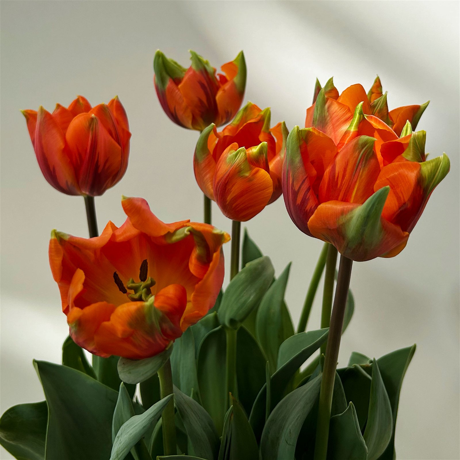Tulpe orange, vorgetrieben, Topf-Ø 15 cm, 3er-Set