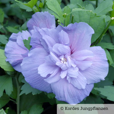 Duo-Gartenhibiskus 'Blue Chiffon®' und 'Pink Chiffon®', blau + pink, 5 lt. Topf Duo-Gartenhibiskus 'Blue Chiffon®' und 'Pink Chiffon®', blau + pink, 5 lt. Topf