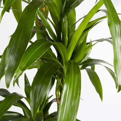 Duftender Drachenbaum 'Janet Craig', Topf-Ø 27 cm, Höhe ca. 170 cm