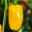 Snack Paprika 'Lubega® Mini Yellow', Topf-Ø 10,5 cm, 6er-Set