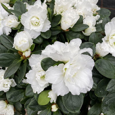 Azalee, 3er-Set, weiss gefüllt, Topf 12 cm Ø Azalee, 3er-Set, weiss gefüllt, Topf 12 cm Ø