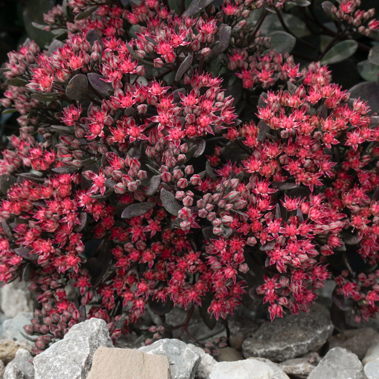 Fetthenne dunkel purpurrosa, Topf Ø 12 cm, 3 Pflanzen