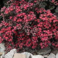 Fetthenne dunkel purpurrosa, Topf Ø 12 cm, 3 Pflanzen